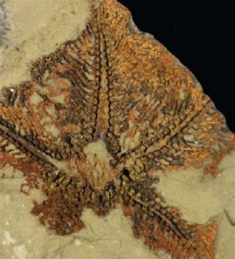 D­ü­n­y­a­n­ı­n­ ­b­i­l­i­n­e­n­ ­e­n­ ­e­s­k­i­ ­d­e­n­i­z­y­ı­l­d­ı­z­ı­ ­k­e­ş­f­e­d­i­l­d­i­